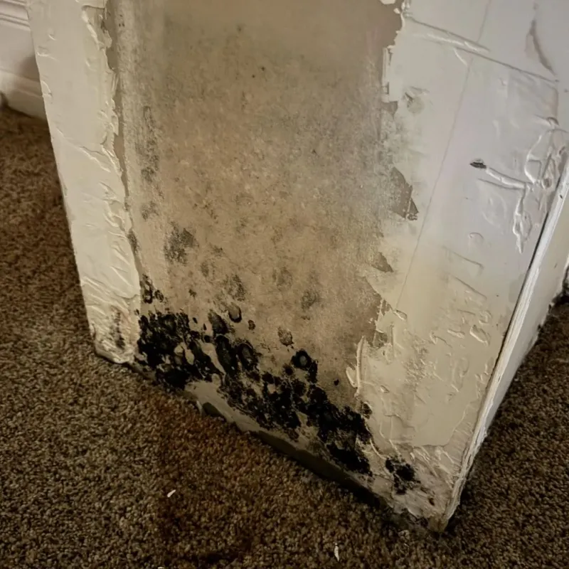 Professional Mold Removal in Bullhead City, AZ